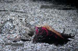 Julie Pichavant performance Los peces no hacen preguntas Festival Internacional de Arte Contemporáneo de Manizales-Universidad Bellas Artes de Caldas.